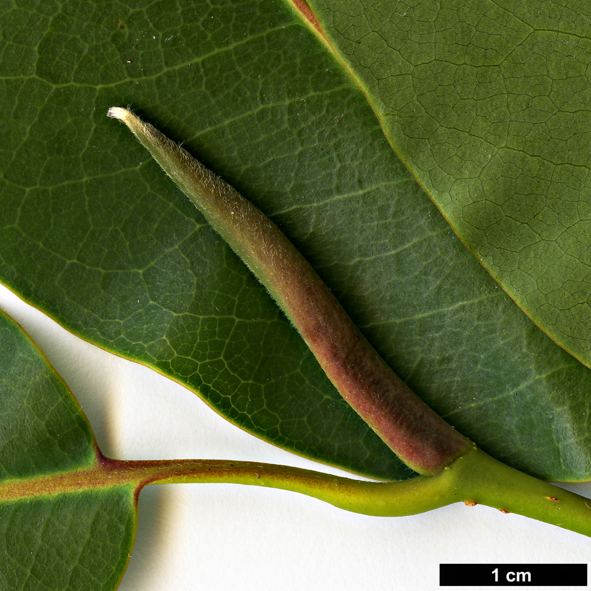 High resolution image: Family: Magnoliaceae - Genus: Magnolia - Taxon: cathcartii 